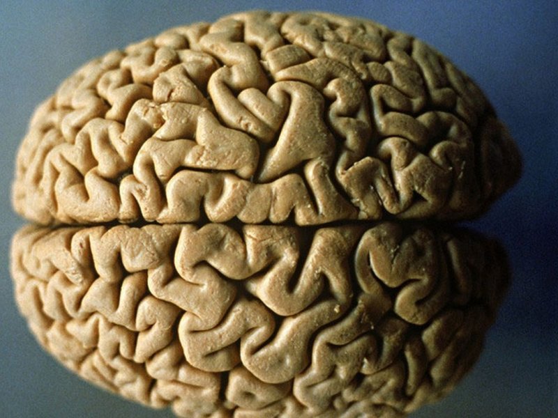 Пять мифов о работе головного мозга, в которые мы все еще верим