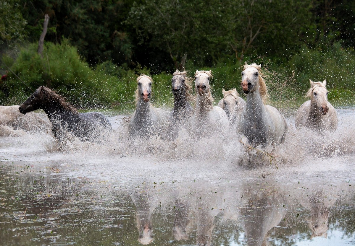 Лошади Камаргу в момент переправы через реку Рона