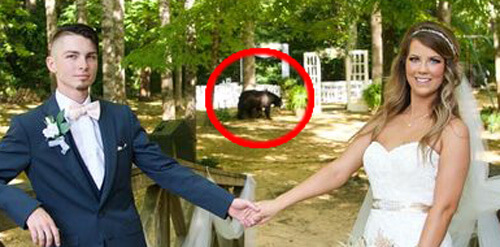 медведь на свадебной фотосессии