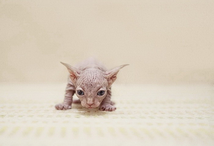 Серена Ходсон делает забавные фото кошек-сфинксов. ФОТО