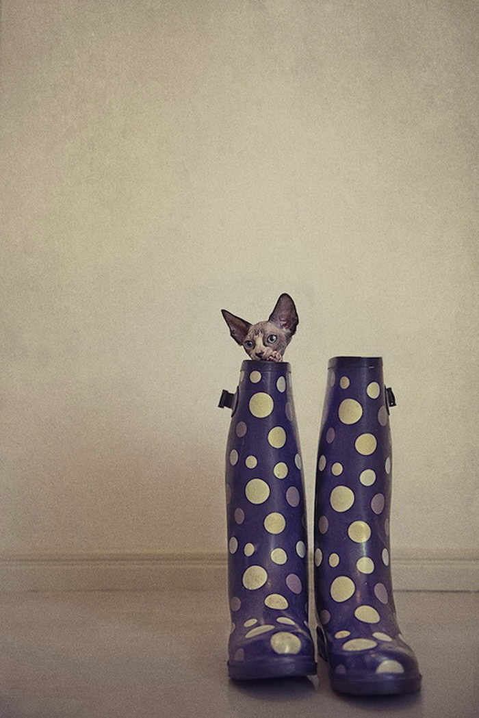 Серена Ходсон делает забавные фото кошек-сфинксов. ФОТО