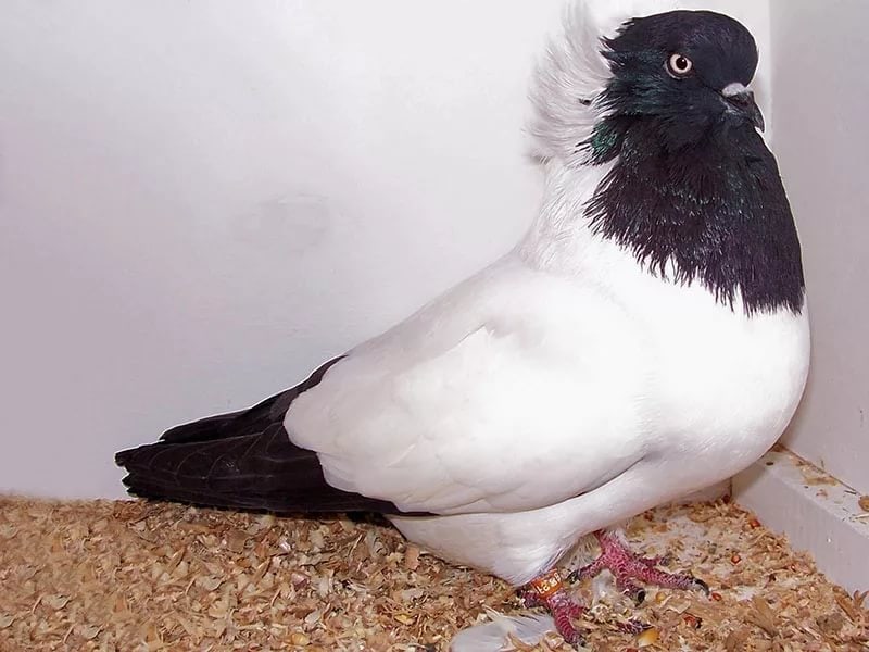 10 самых дорогих голубей в мире. ФОТО