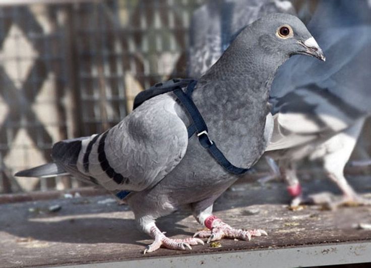 10 самых дорогих голубей в мире. ФОТО