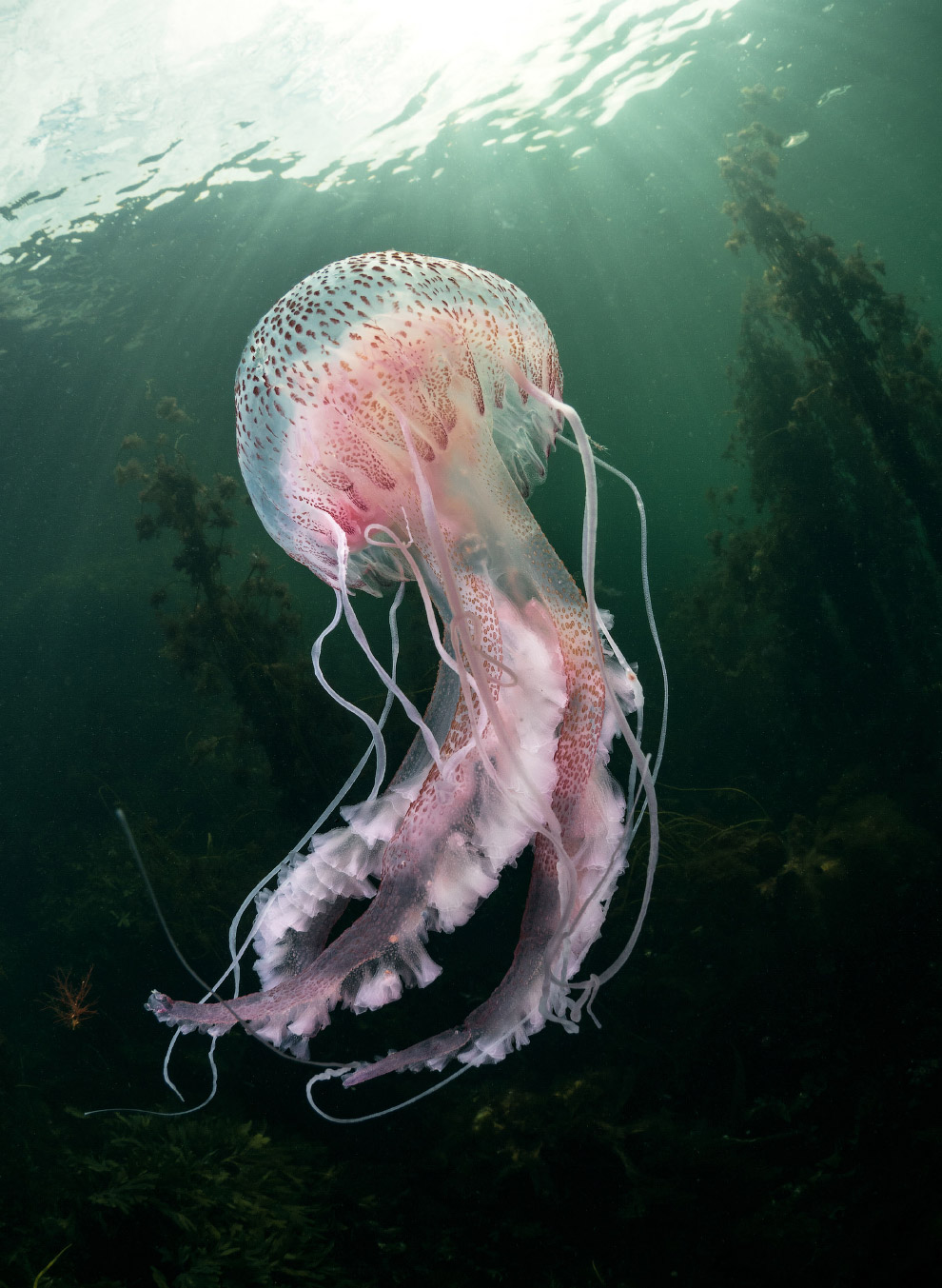 В Лондоне определили победителей Wildlife Photographer of the Year. Фото