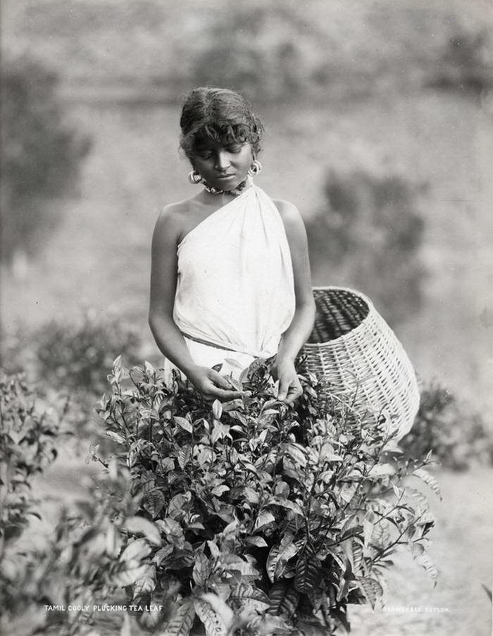 Редкие фотографии Шри-Ланки 1880-х годов