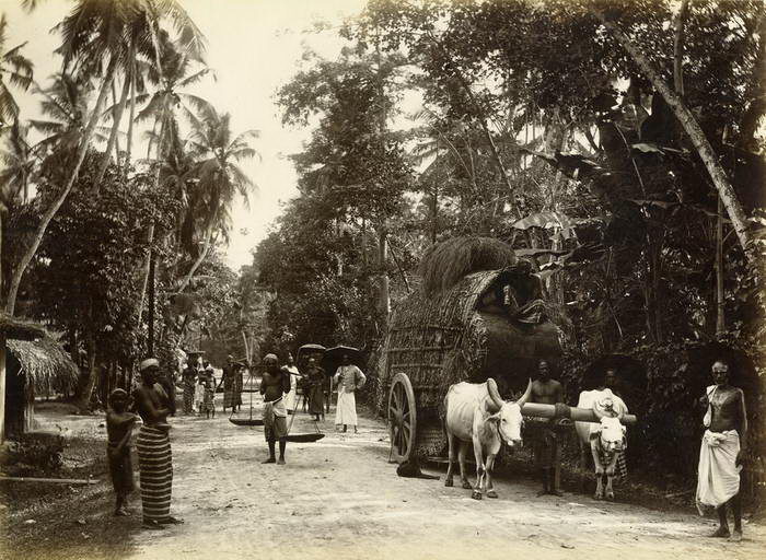 Редкие фотографии Шри-Ланки 1880-х годов