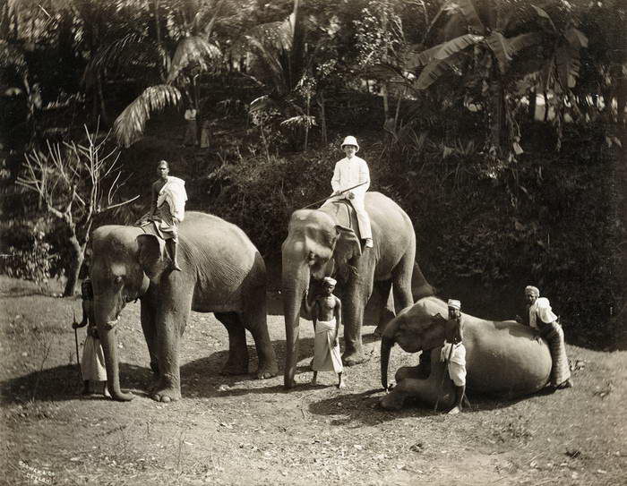 Редкие фотографии Шри-Ланки 1880-х годов