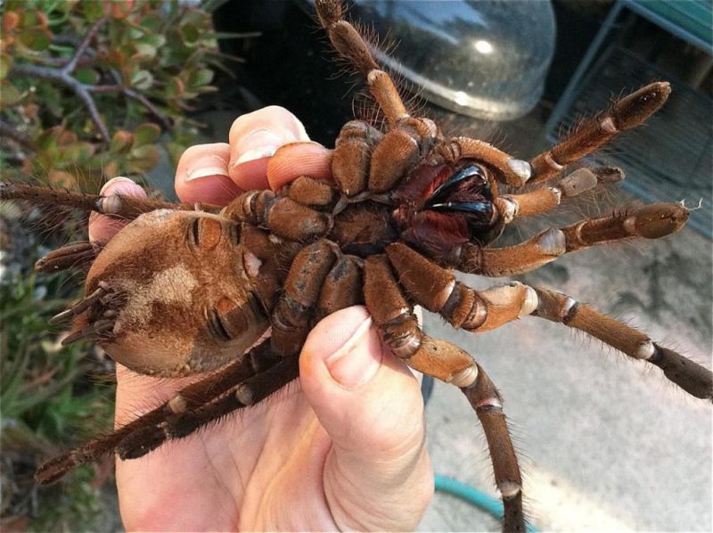 Так выглядит самый большой паук на планете. ФОТО