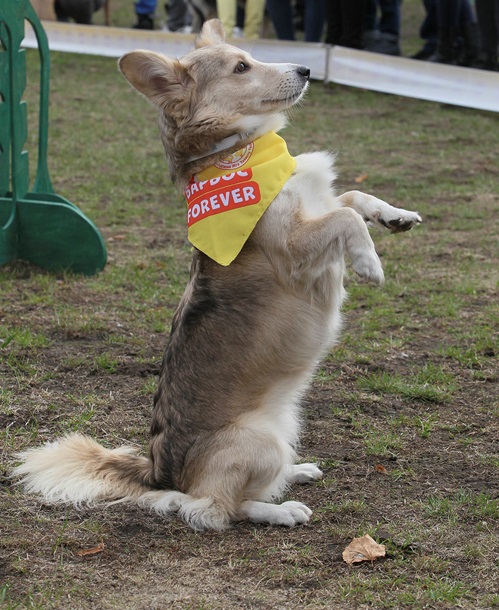 В Киеве устроили выставку беспородных собак. ФОТО