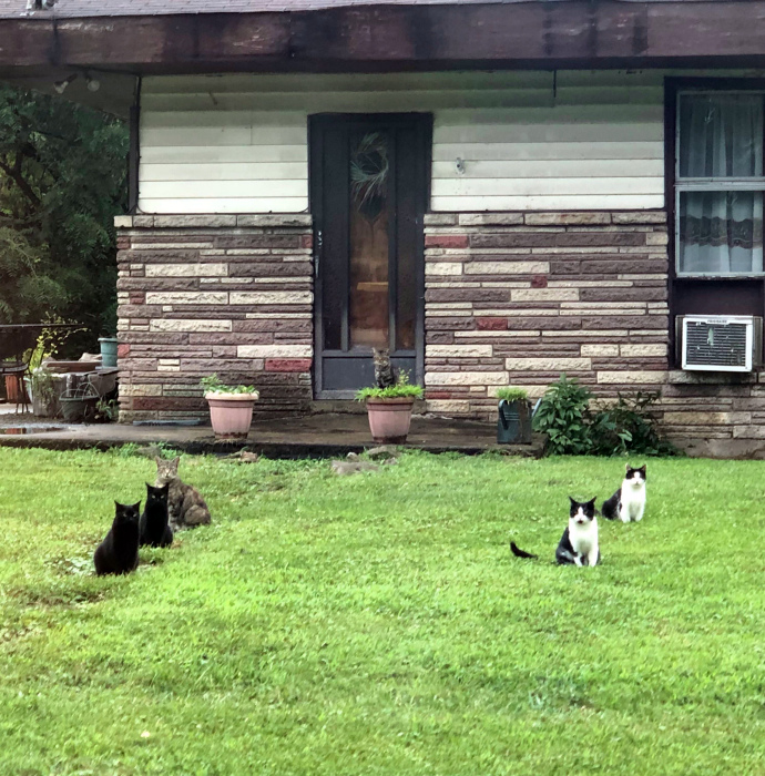 Группировка из 6 котов. | Фото: Imgur.