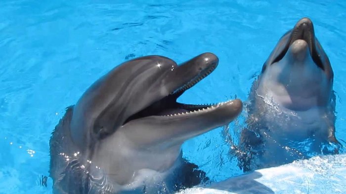 Дельфины – уникальные жители нашей Земли