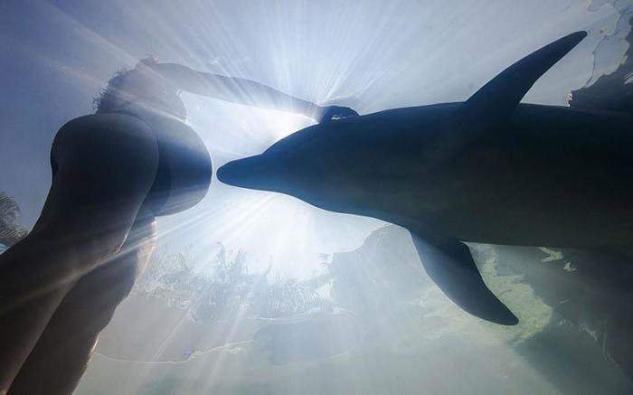 Дельфины – уникальные жители нашей Земли