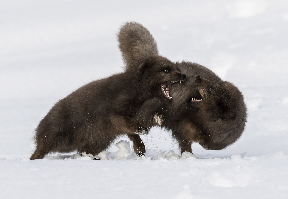 Международный фотоконкурс Sony World Photography Awards 2020