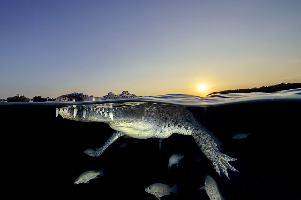 Международный фотоконкурс Sony World Photography Awards 2020