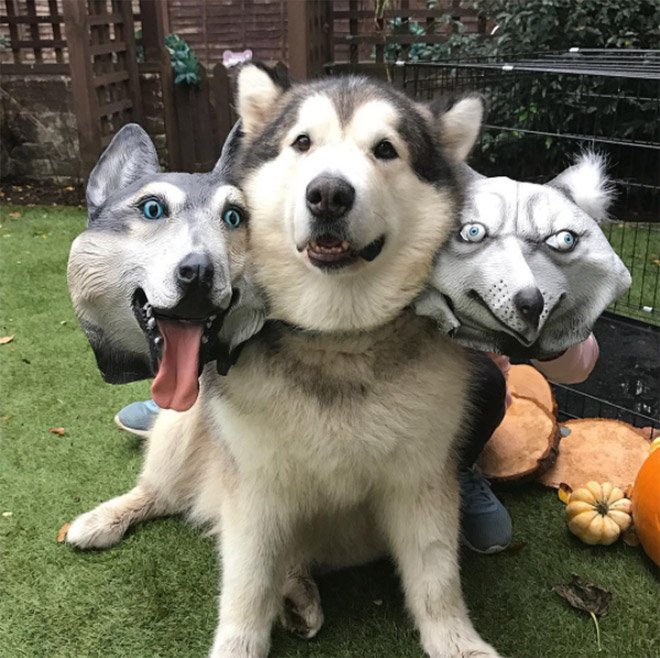Пугающие трёхглавые костюмы для собак на Хэллоуин