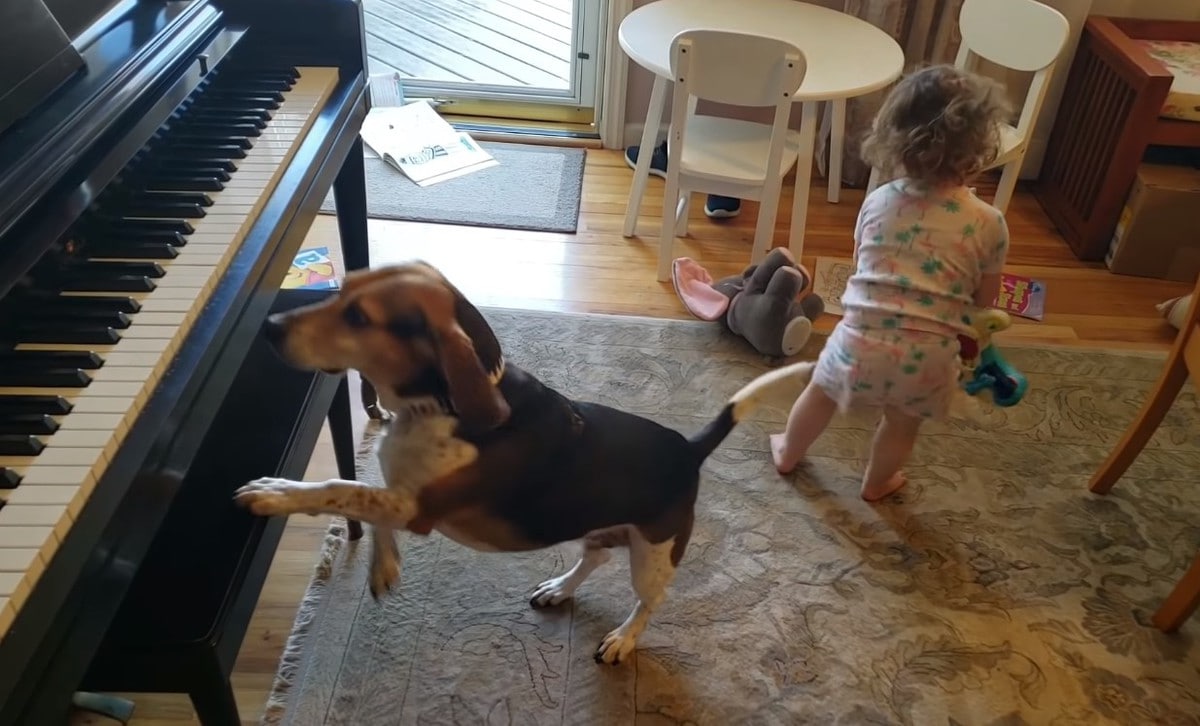 Сеть рассмешила собака, которая играет на пианино. ВИДЕО