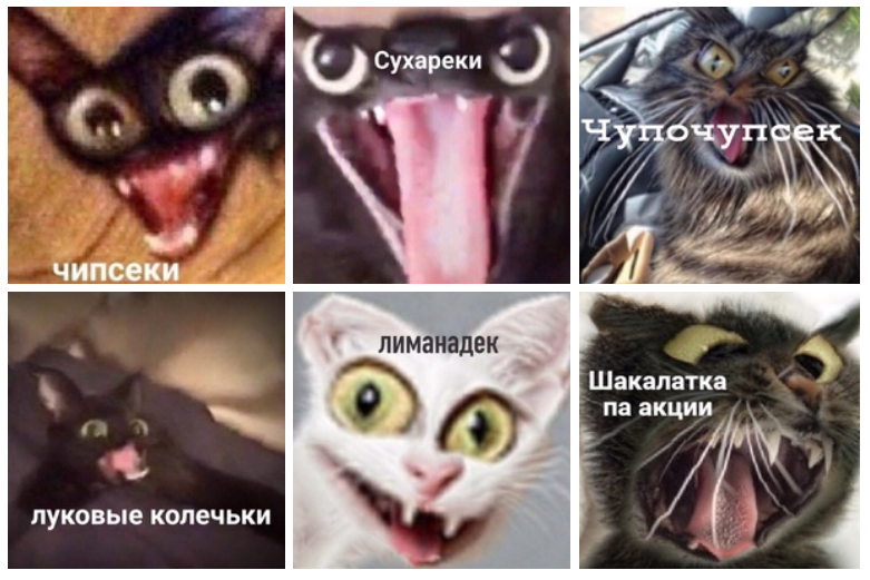 Фото кота носка мем