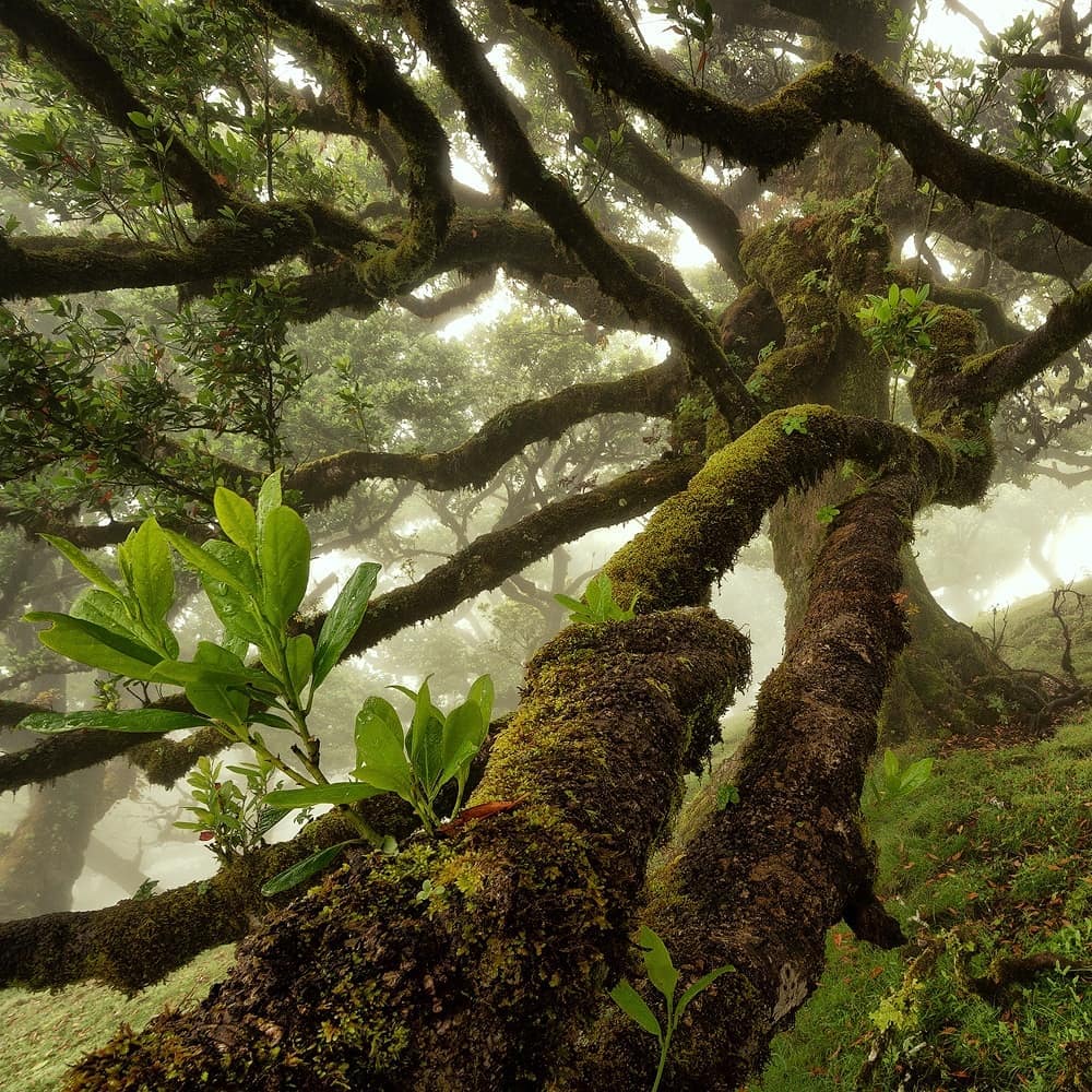 Сказочные лесные снимки от Мартина Подта