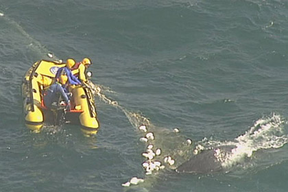 Спасатели освободили запутавшегося в противоакульих сетях кита 