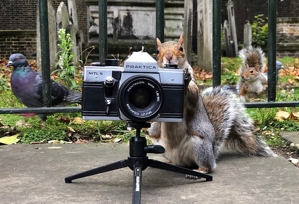 Белки фотографируют голубей в лондонском парке