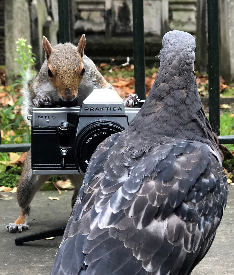 Белки фотографируют голубей в лондонском парке