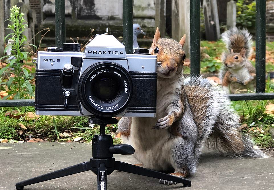 Белки фотографируют голубей в лондонском парке