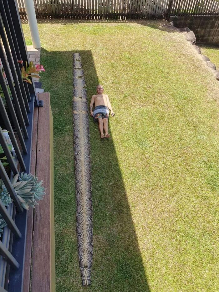 Австралиец нашел кожу 7-метрового питона