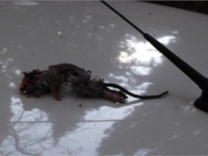 В Крыму с неба падают дохлые крысы 