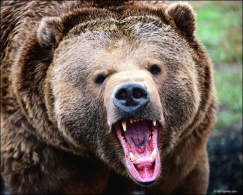 Разъяренный медведь сбросил с обрыва избивавшего его пенсионера