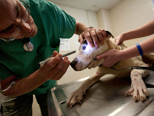 Ветеринары: собаки превращаются в наркоманов, поедая фекалии