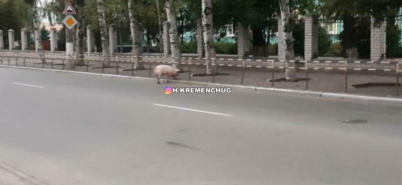 В Кременчуге посреди улицы гуляла свинья.ФОТО