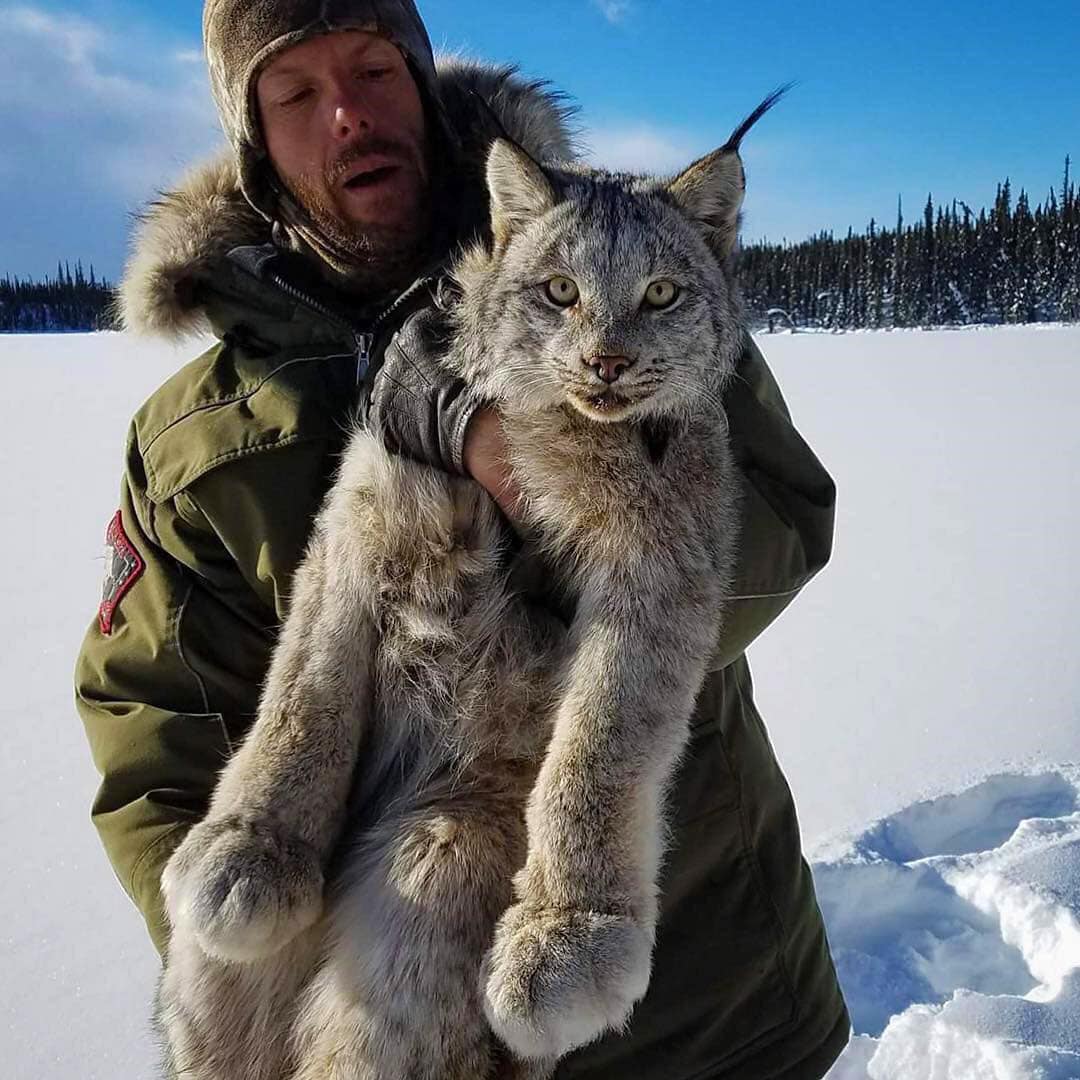 Канадская рысь с огромными лапами