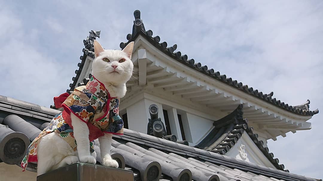 Необычный кошачий храм в Японии. ФОТО