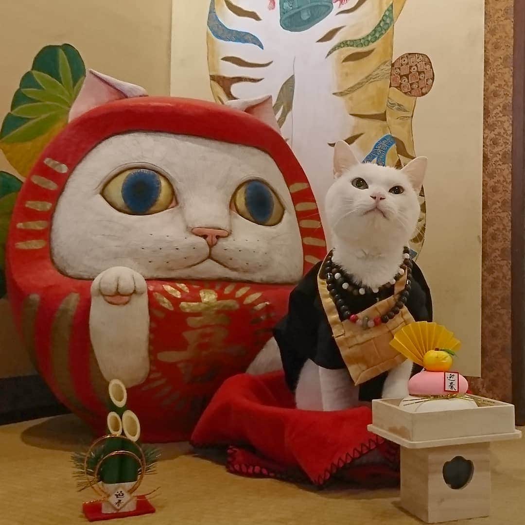Необычный кошачий храм в Японии