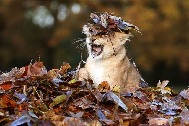 Фотосессия маленького львенка с осенними листочками - это самое милое, что вы видели - фото 454515