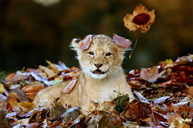 Фотосессия маленького львенка с осенними листочками - это самое милое, что вы видели - фото 454516