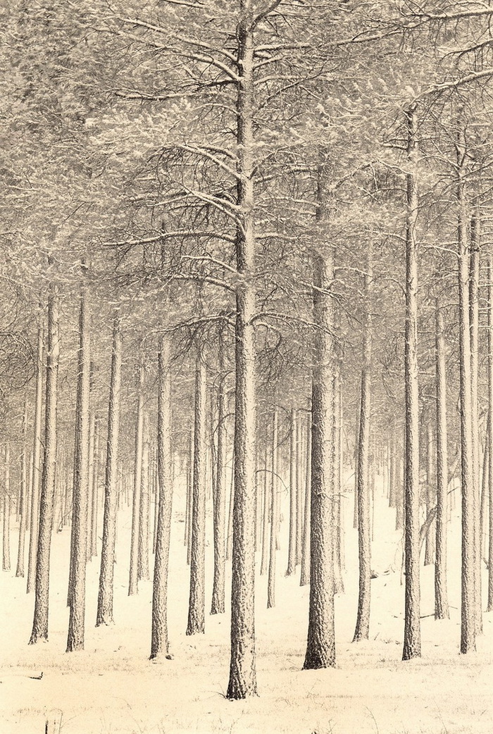 Портреты деревьев Paul Kozal