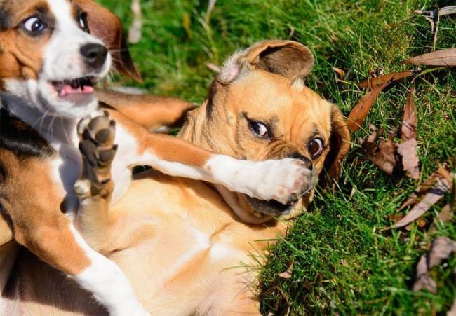 Подборка самых смешных снимков домашних животных за 2017 год (ФОТО)