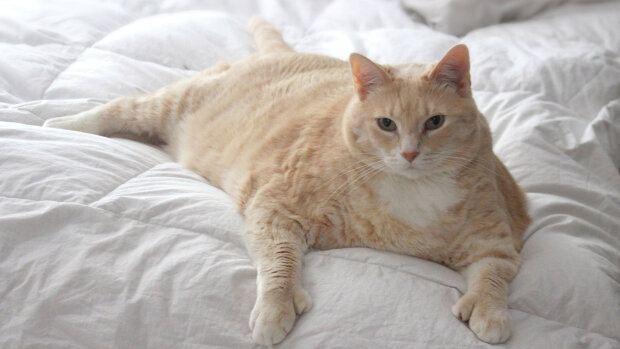 Самый толстый кот в мире изменился до неузнаваемости, когда попал в новую семью. ФОТО