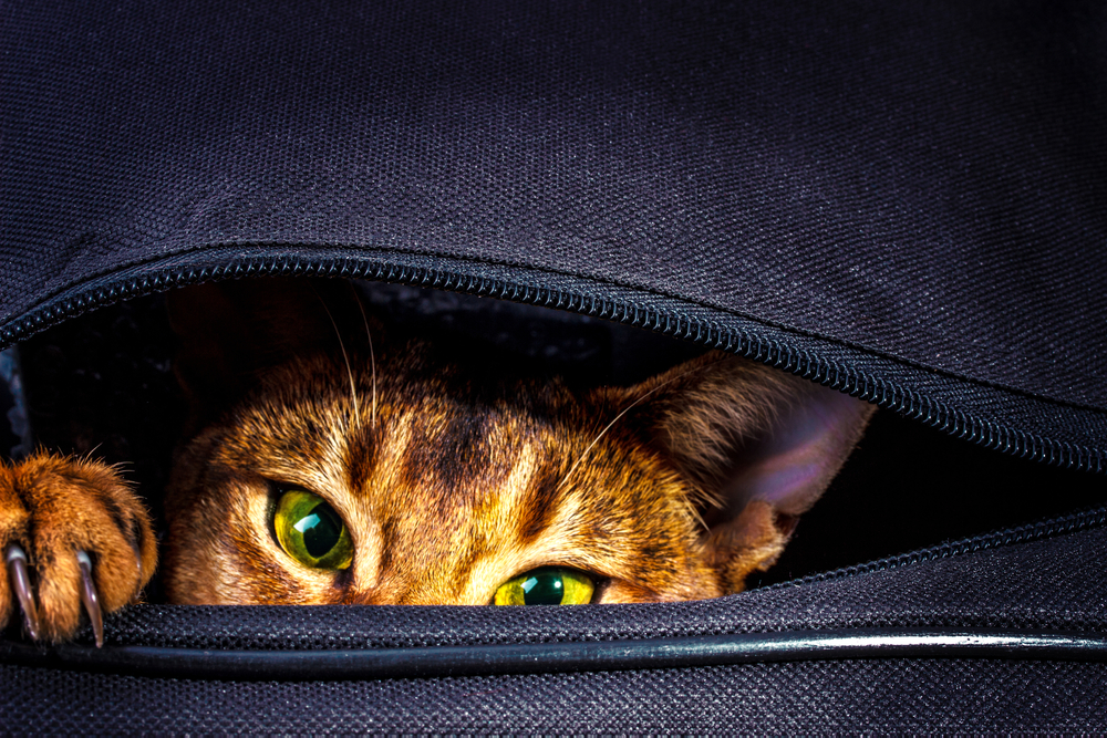 Кот-безбилетник забрался в сумку к хозяевам — его обнаружили в аэропорту