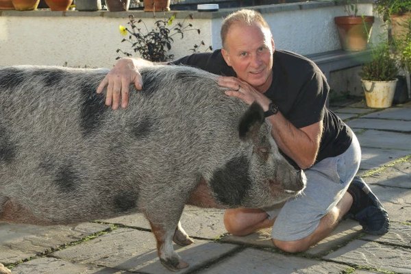 «Мини-пиг», которого семья купила в качестве домашнего любимца, неожиданно вырос в 180-килограммовую свинью. ФОТО