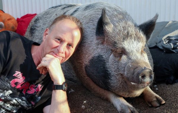 «Мини-пиг», которого семья купила в качестве домашнего любимца, неожиданно вырос в 180-килограммовую свинью. ФОТО