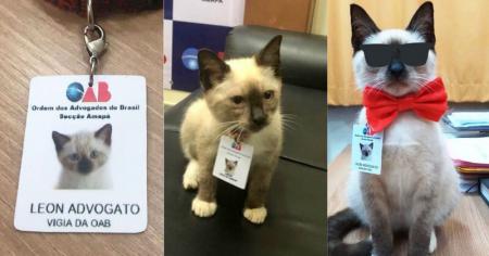 В Бразилии бездомный котенок получил работу в офисе адвокатов. ФОТО