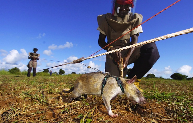 Sniffer Rats Trained To Find Landmines In Mozambique On May 03, 2004.