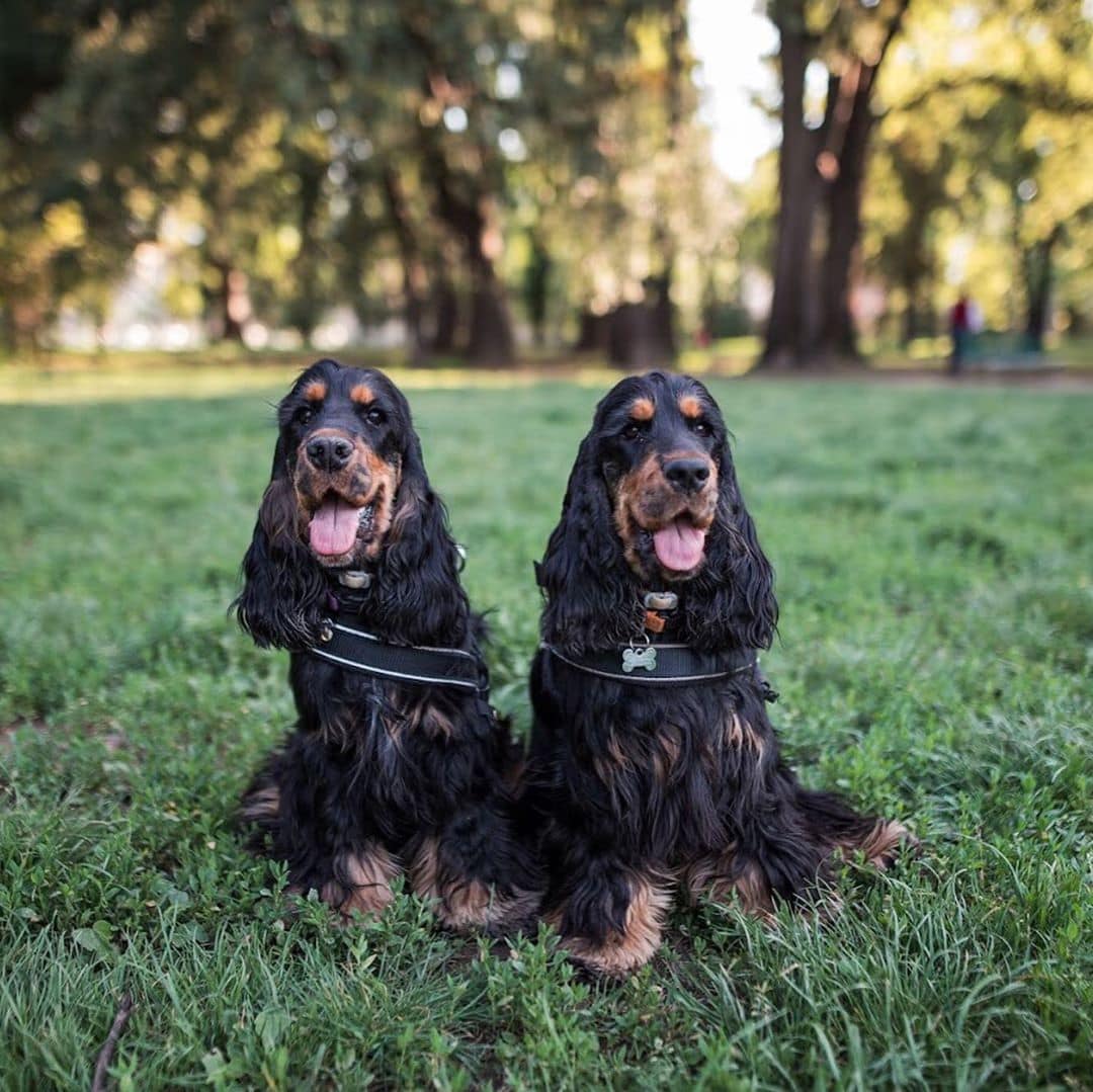 Собаки-близняшки покоряют всех своими ресничками. Ведь выглядят они совсем как из рекламы туши! ФОТО