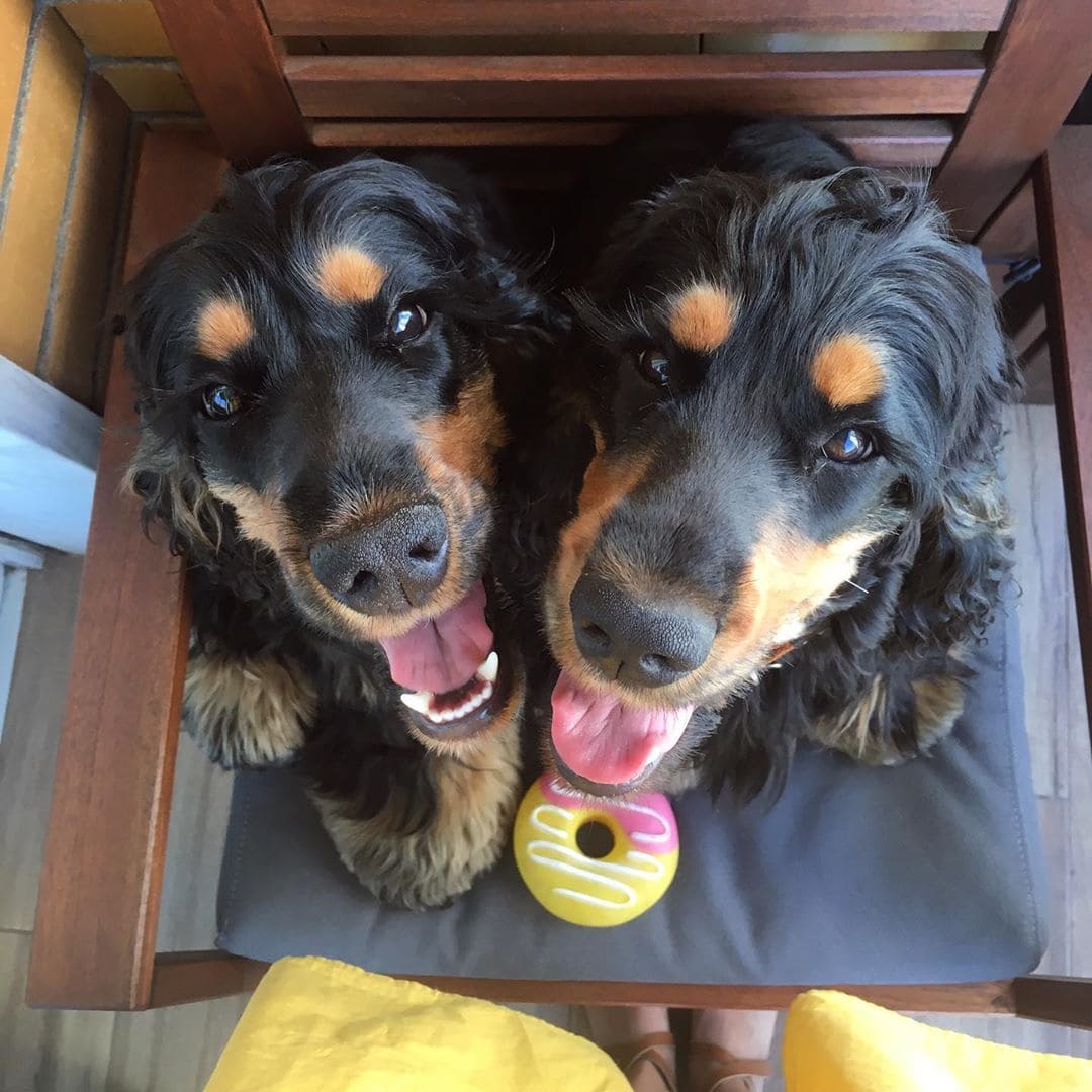 Собаки-близняшки покоряют всех своими ресничками. Ведь выглядят они совсем как из рекламы туши! ФОТО