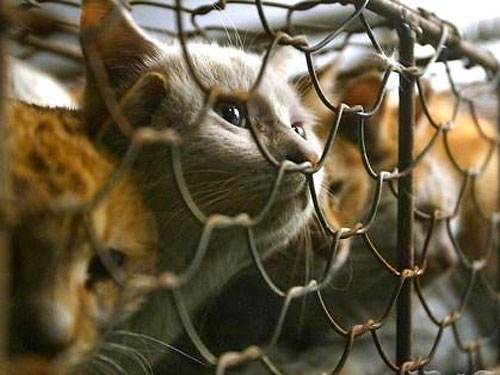 Китайские активисты спасают тысячу конфискованных кошек