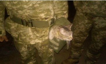 Украинские воины показали забавное фото с котом Патроном. ФОТО