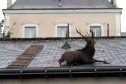 С крыши гаража во Франции сняли оленя 