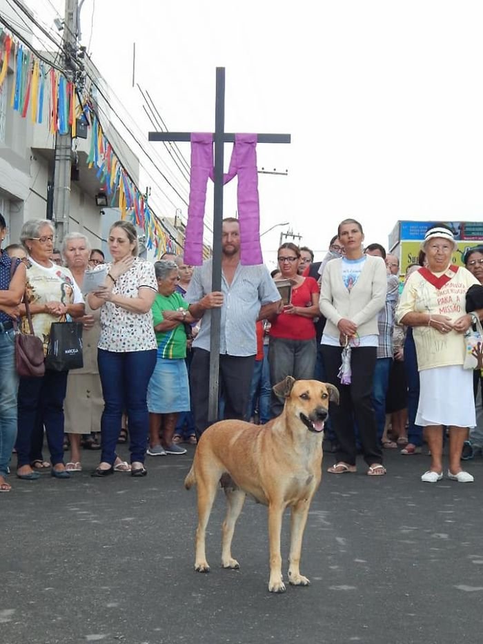 Бразильский священник помогает бездомным собакам